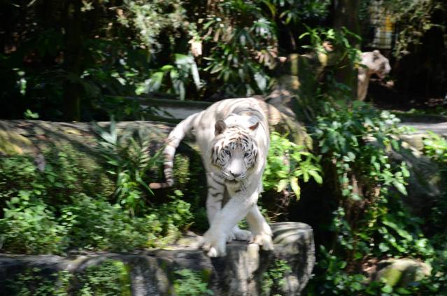 white bengali tiger