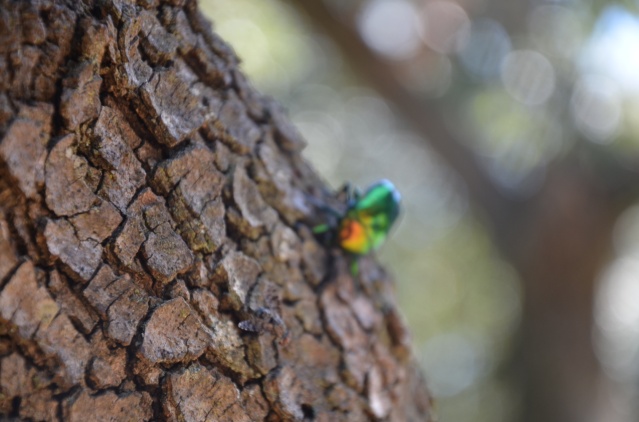 Multi-colored beetle on a tree at Verudela beach, Pula.