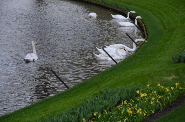 Swans at Keukenhof, Lisse.