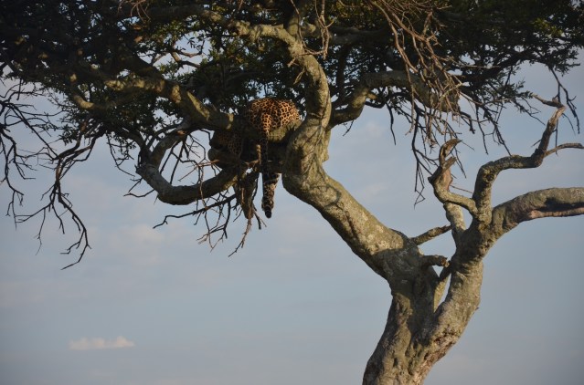 A leopard relaxing in the tree