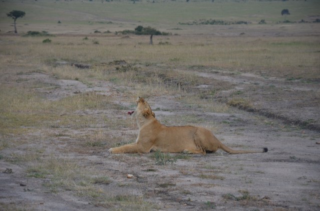 A lioness yawns