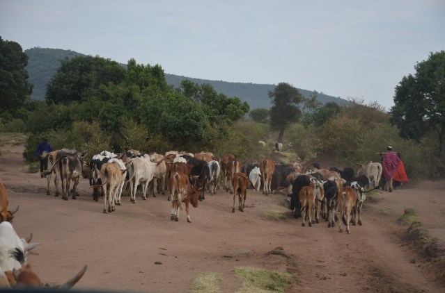 Maasai men herding cows in Masai Mara. Cows are used to pay dowry and bride price in Kenya.