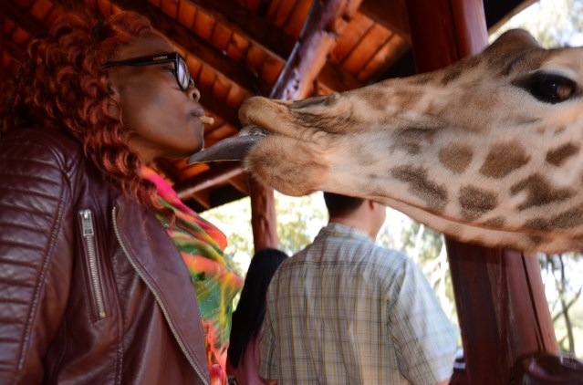 Feeding giraffes at The Giraffe Centre, Hardy. Nairobi