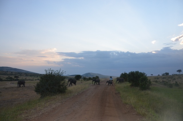 A herd of elephants crossing the road in Maasai Mara.