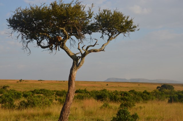 Spotting a leopard on a tree, Maasai Mara.