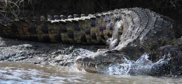 A crocodile at Tana River in Kenya. (Photo credit: Micheal Mutai, News)