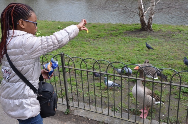 Feeding ducks at St James Park, London.