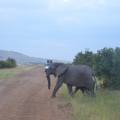 elephant-masai-mara